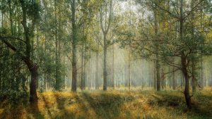 Among the Trees exhibition in Hayward Gallery